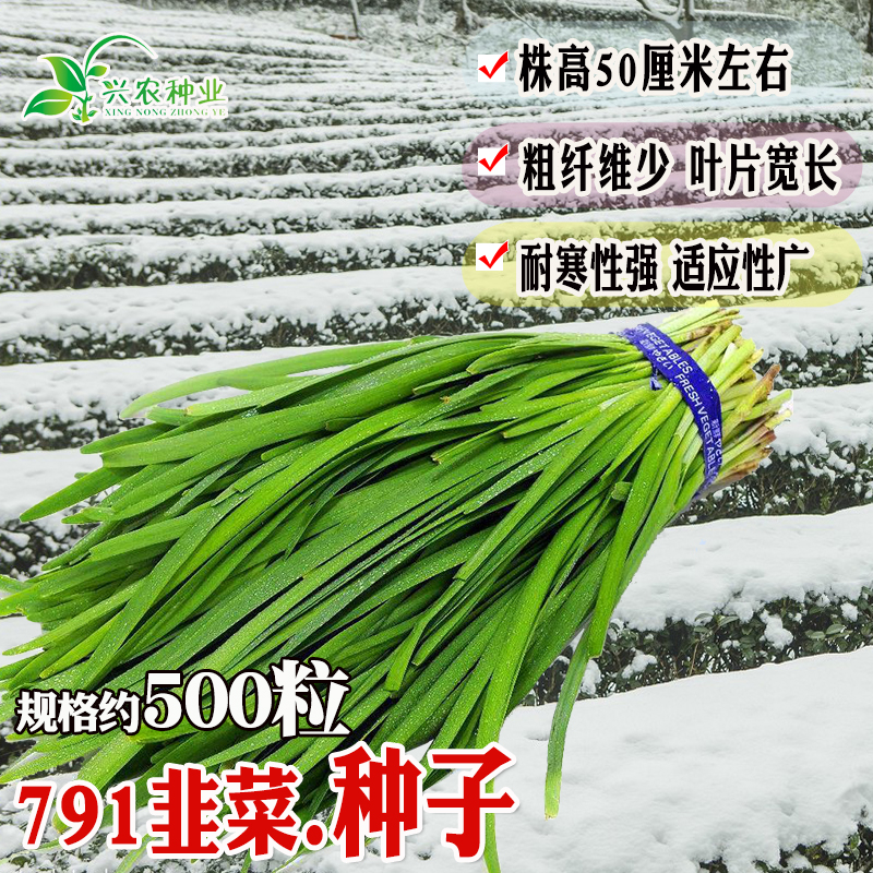 永红791韭菜种子生长旺盛粗纤维