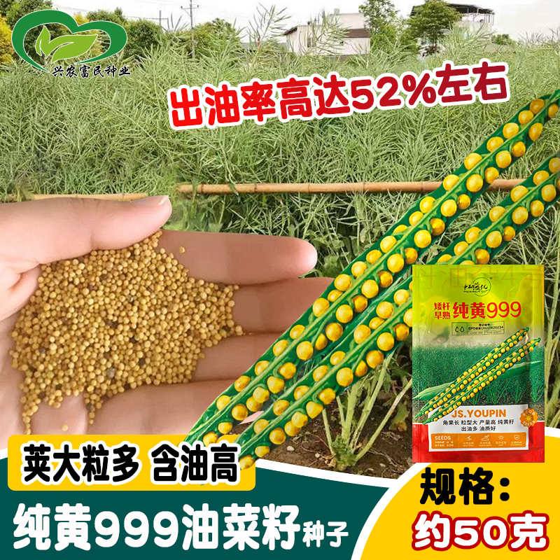 研优纯黄999油菜花种子