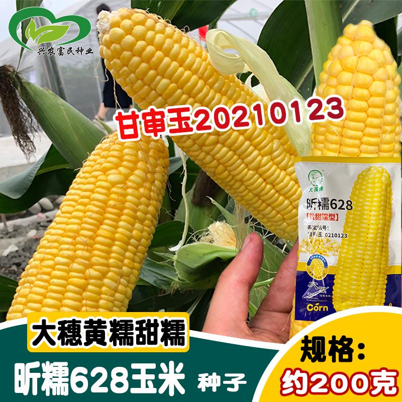 大禹昕糯628玉米种子大穗甜糯鲜食苞米籽 南北黄糯水果玉米孑
