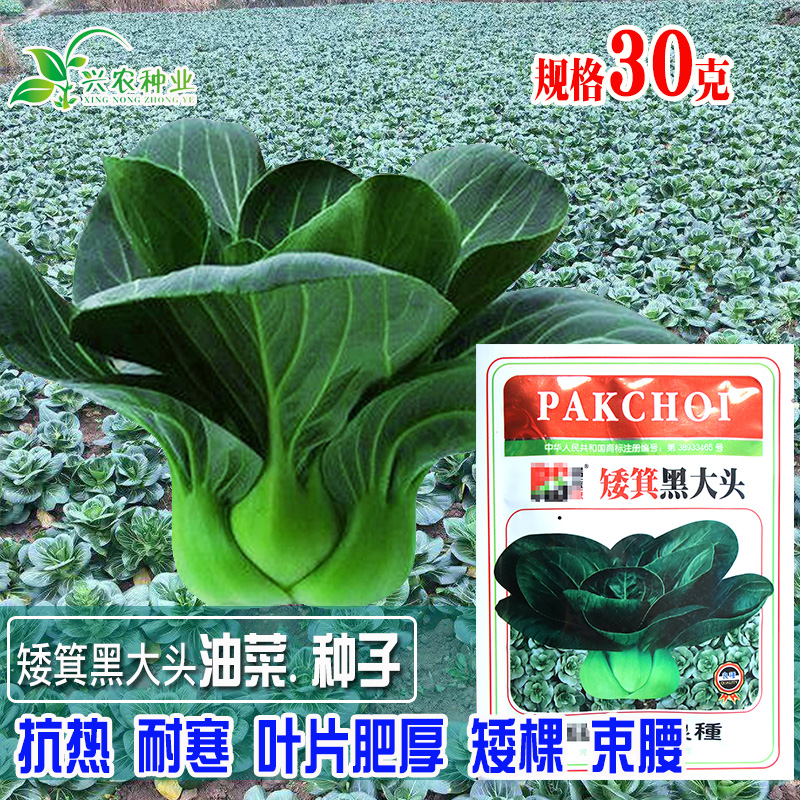 叶面光滑质地鲜嫩品质优油菜种籽