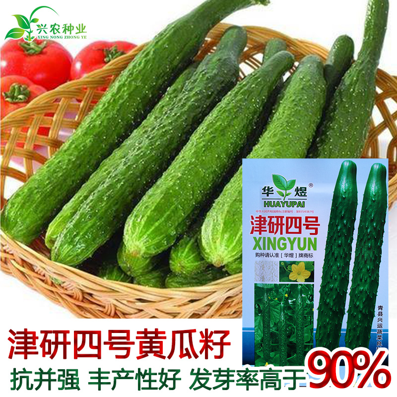 津研四号刺黄瓜种子 长黄瓜籽高产顺直四季阳台蔬菜种籽早春蔬莱