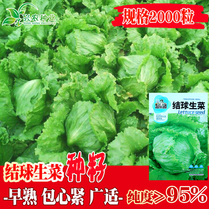 结球生菜种子 大田菜地高产蔬菜当季种植结球生菜籽脆嫩易种植