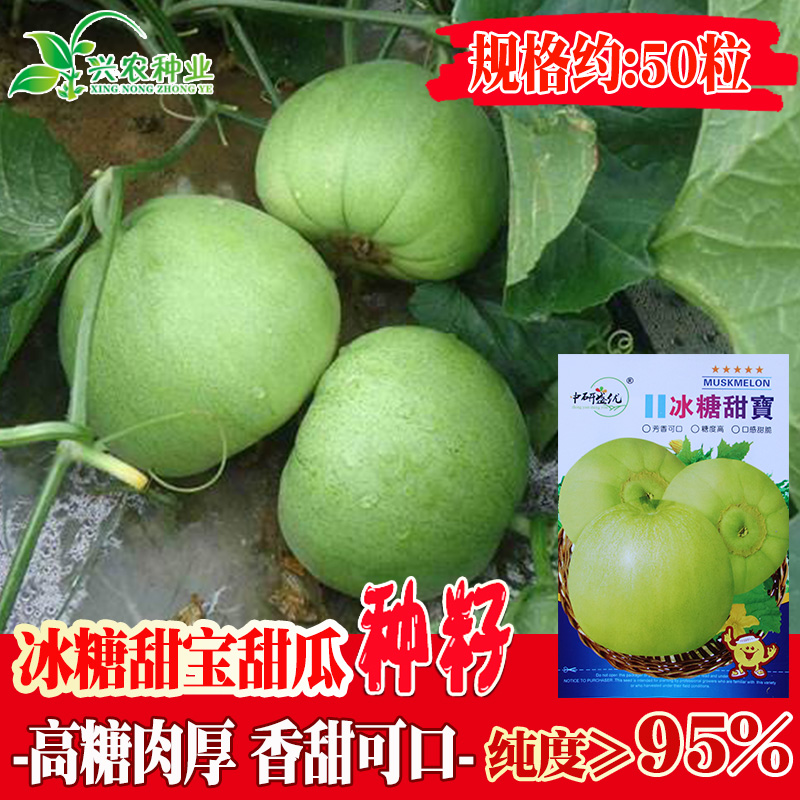 冰糖甜宝甜瓜种子易种植