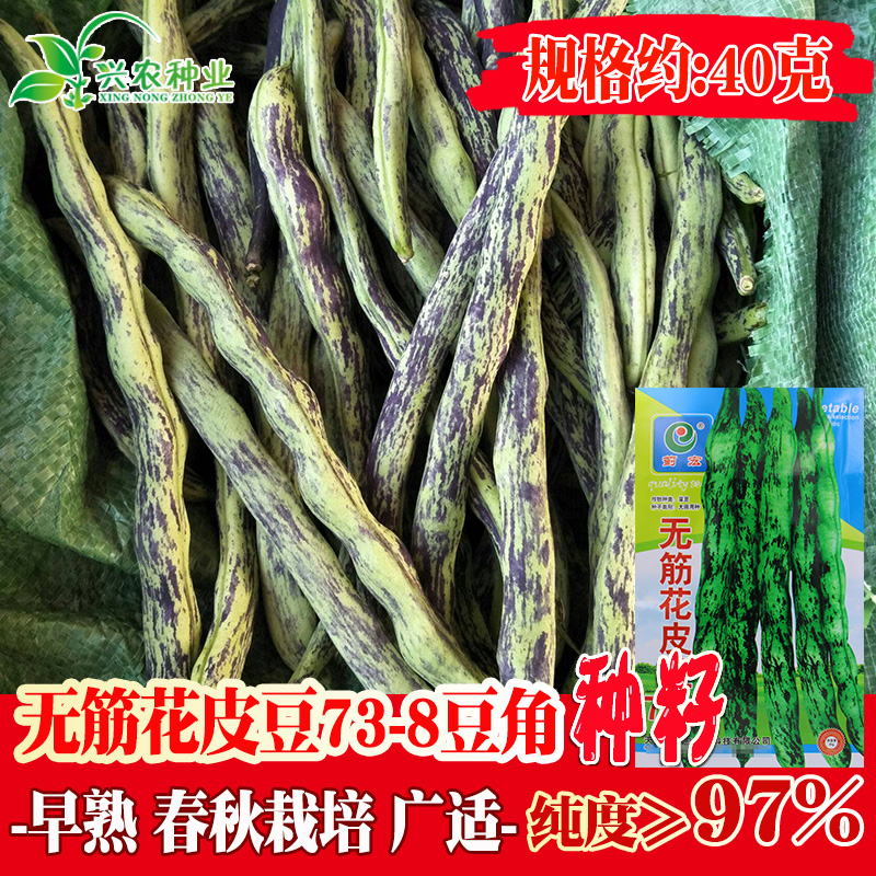 无筋花皮豆豆角种子农田菜园早熟肉厚嫰荚淡绿有条纹豆角蔬菜籽