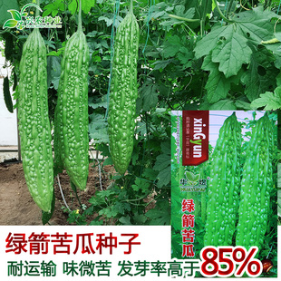 绿箭苦瓜长绿苦瓜种子 农田菜园阳台高产嫩脆清香台湾常绿蔬菜籽