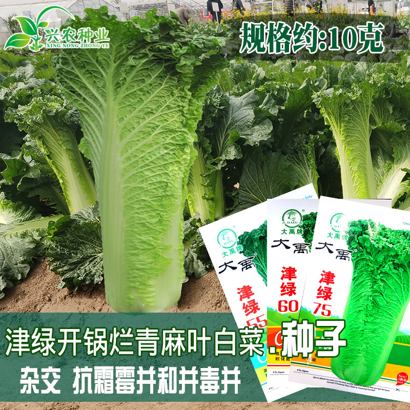 抗寒耐储藏青麻叶大白菜种子