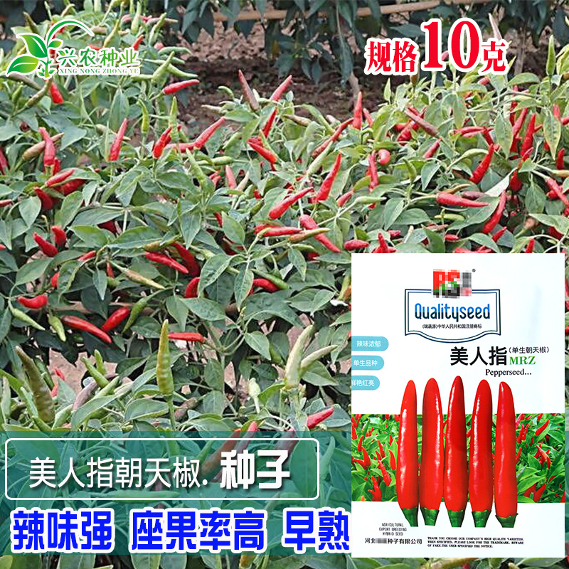 菜菜芽辣椒种子香辣味浓