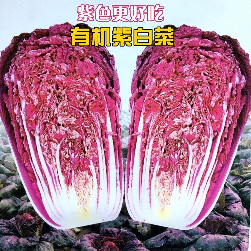 紫美人白菜种子 大田菜园种植高产蔬菜杂交实心耐寒紫白菜籽