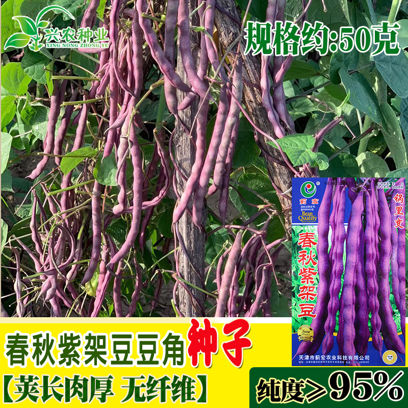 蓟宏春秋紫架豆豆角种子 荚长肉厚 无纤维 丰产广适 豆角蔬菜种籽