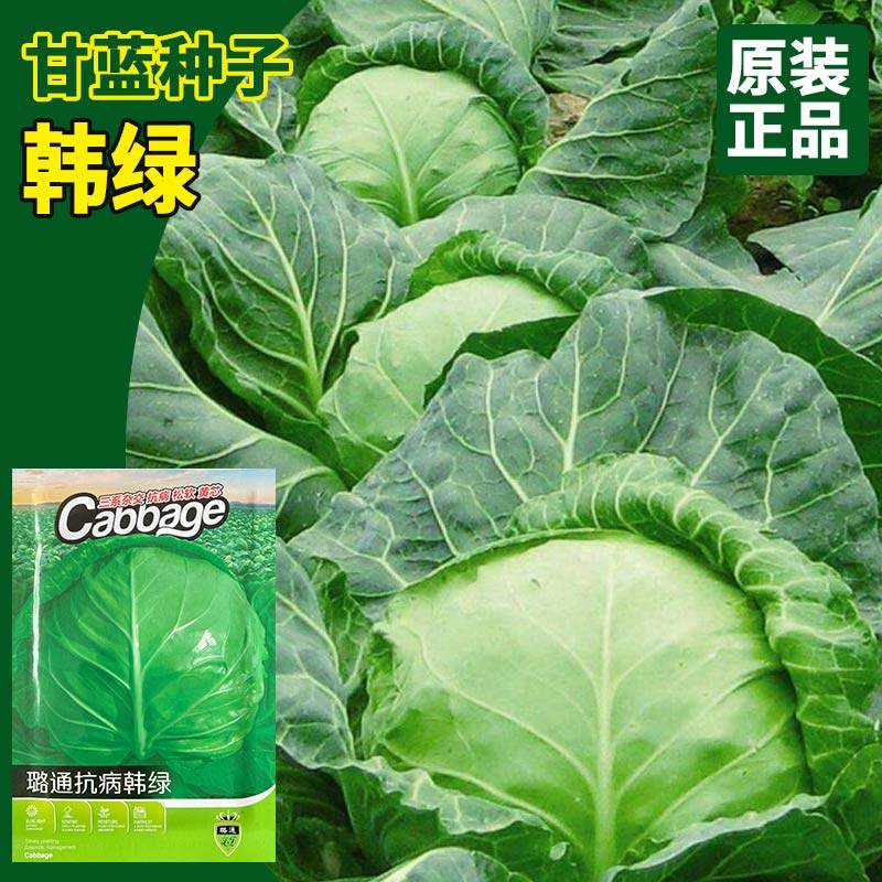 璐通种业韩绿甘蓝种子 农田菜园播种杂交松软黄心水果甘蓝种籽
