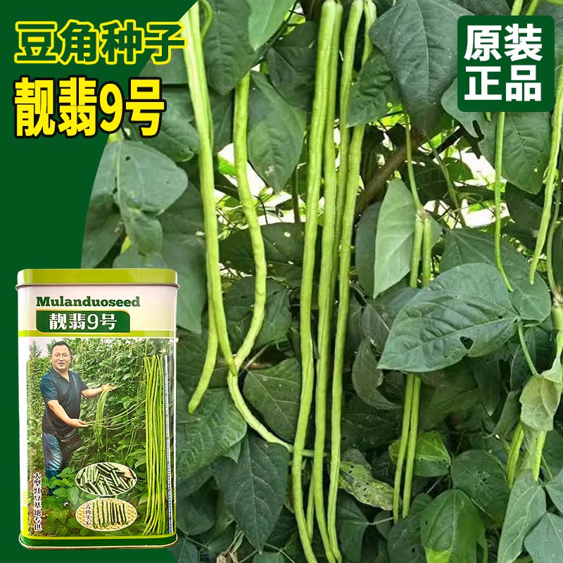 慕兰多多茬生分支多产量高