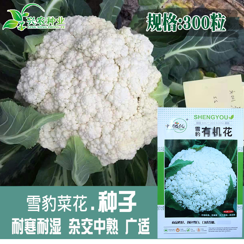 雪豹白菜花种子 农田菜园种植高产蔬菜杂交耐寒耐湿紧花花椰菜籽