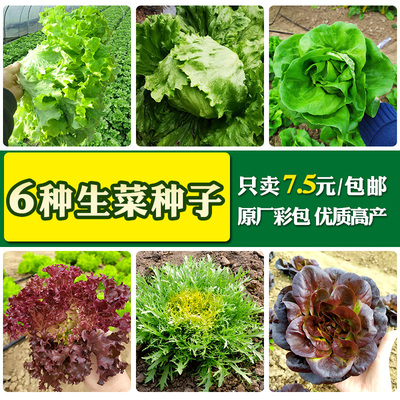 蔬菜6种包邮沙拉四季播生菜