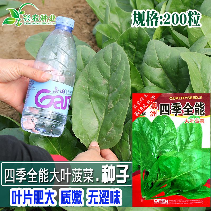 大叶菠菜种子 农家菜园高产菠菜籽 阳台盆栽四季菠菜籽 蔬菜种子 农用物资 蔬菜种子 原图主图