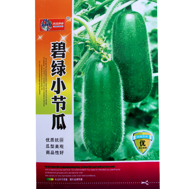 碧绿小冬瓜庭院盆栽蔬菜种子春季