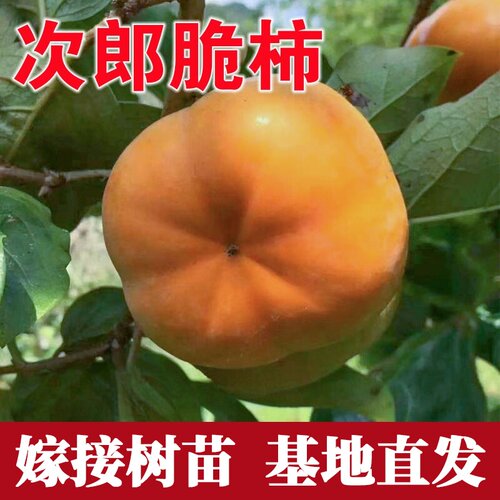 次郎脆柿子树苗嫁接苗果