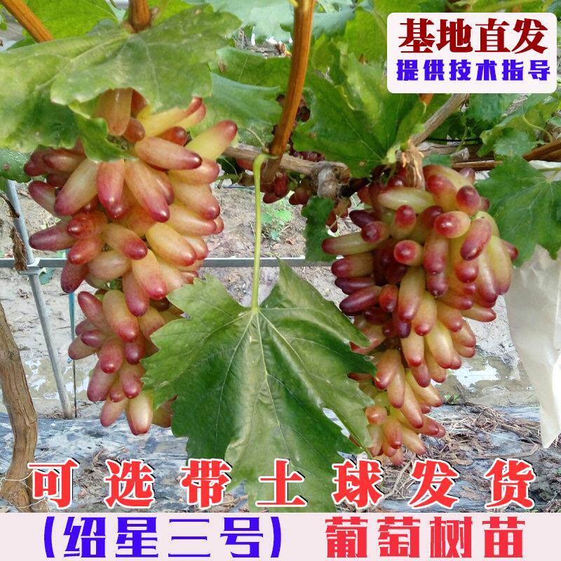 绍星三号葡萄树苗嫁接玲珑指3号红提葡萄果树苗南北方种植葡萄苗