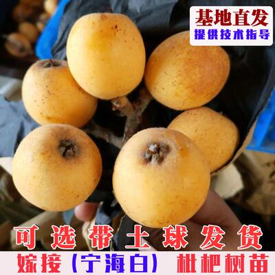 嫁接宁海白枇杷树苗特大
