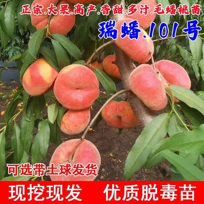 嫁接特大黄金毛蟠桃树果苗嫁接瑞蟠101蟠桃苗庭院盆栽南北方种植