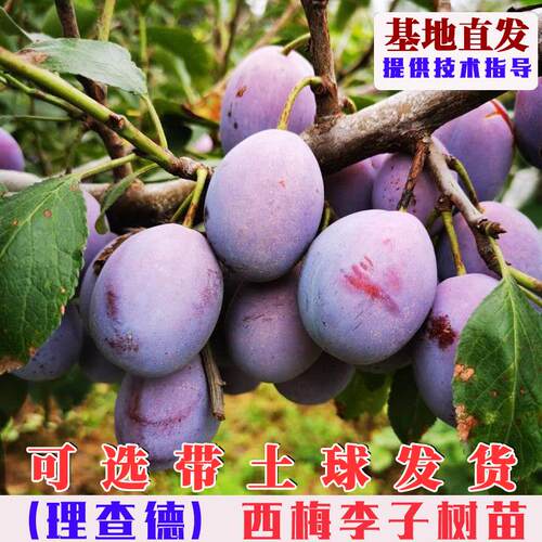 嫁接理查德早生西梅树苗