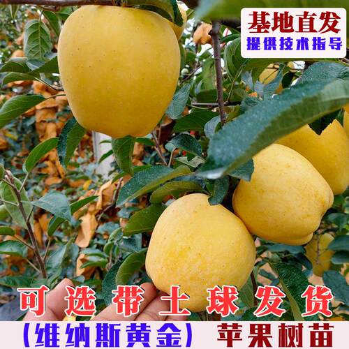 嫁接维纳斯黄金苹果树苗