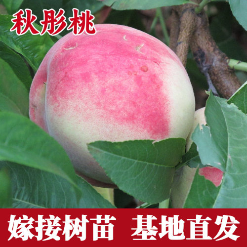 秋彤桃树果苗南北方庭院