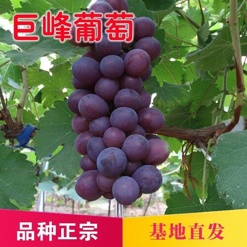 巨峰葡萄苗爬藤无核耐寒