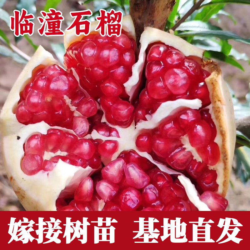 临潼石榴树苗南北方盆栽图片