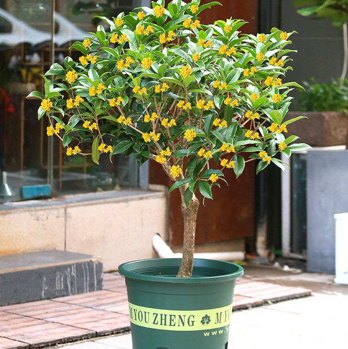 四季桂花树苗盆栽庭院金桂浓香型天香台阁盆景植物室内外地栽花卉