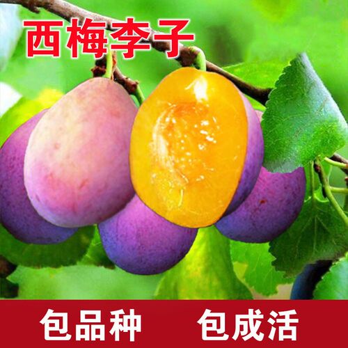 西梅女神树苗南北方庭院