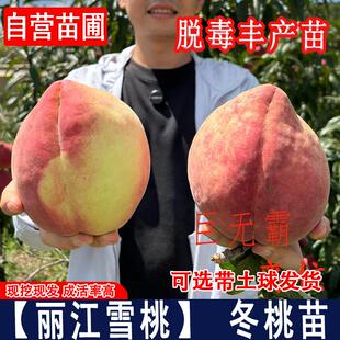 新品种巨无霸丽江雪桃树苗11月成熟晚熟离核脆甜桃苗南北方种植