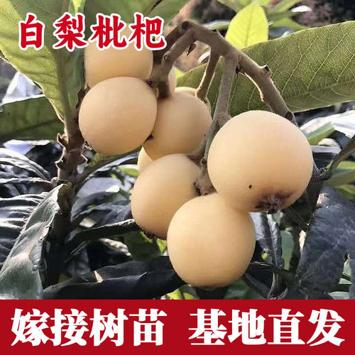 莆田白梨枇杷树果苗大果