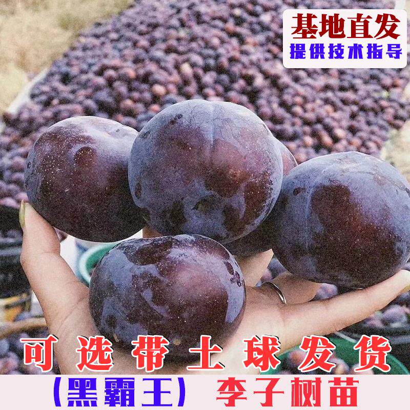 嫁接荷兰黑霸王李子树苗特大晚熟离核巨型黑李果树苗北方盆栽地栽