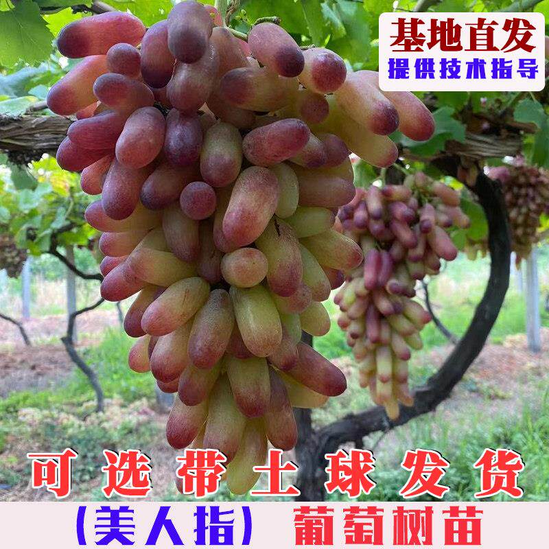嫁接美人指葡萄树苗特大玲珑指红提苗庭院盆栽地栽爬藤葡萄果树苗