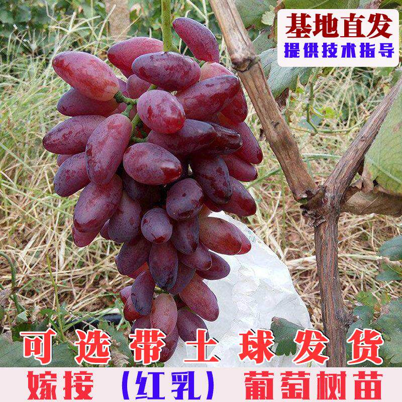 嫁接红乳葡萄树苗庭院爬藤无籽红提葡萄苗南北方盆地栽种植葡萄苗