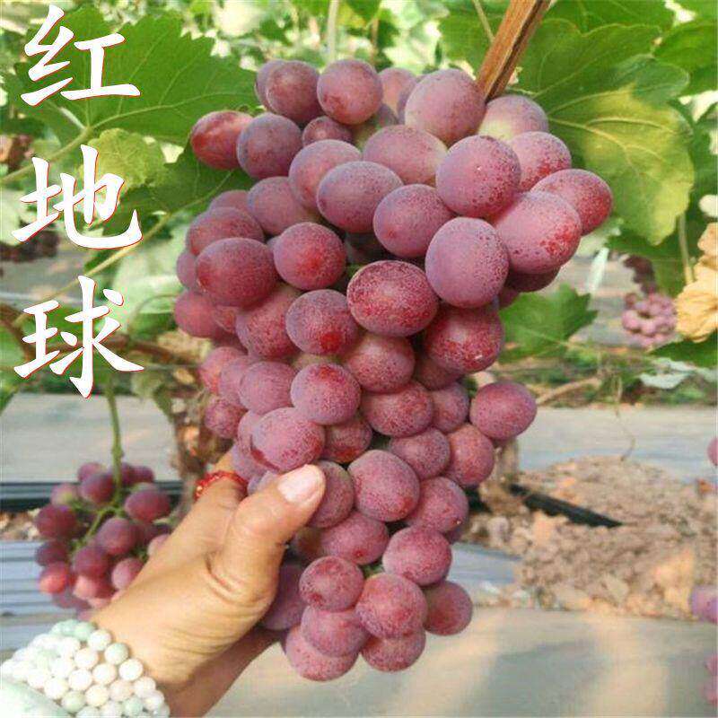 红地球葡萄苗果树苗无核晚熟葡萄树苗 晚红葡萄盆栽地栽当年结果