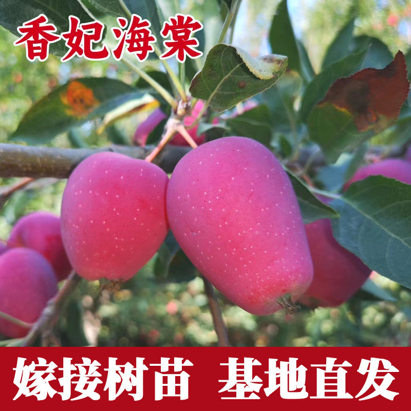 香妃海棠树苗南北方庭院图片