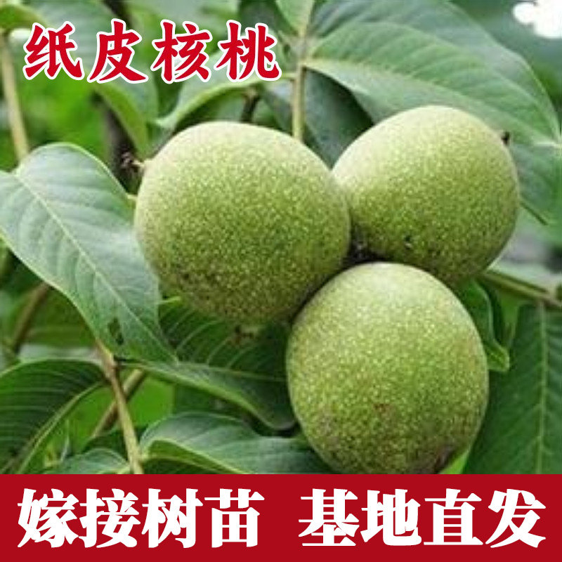 纸皮核桃树果苗南北方种图片