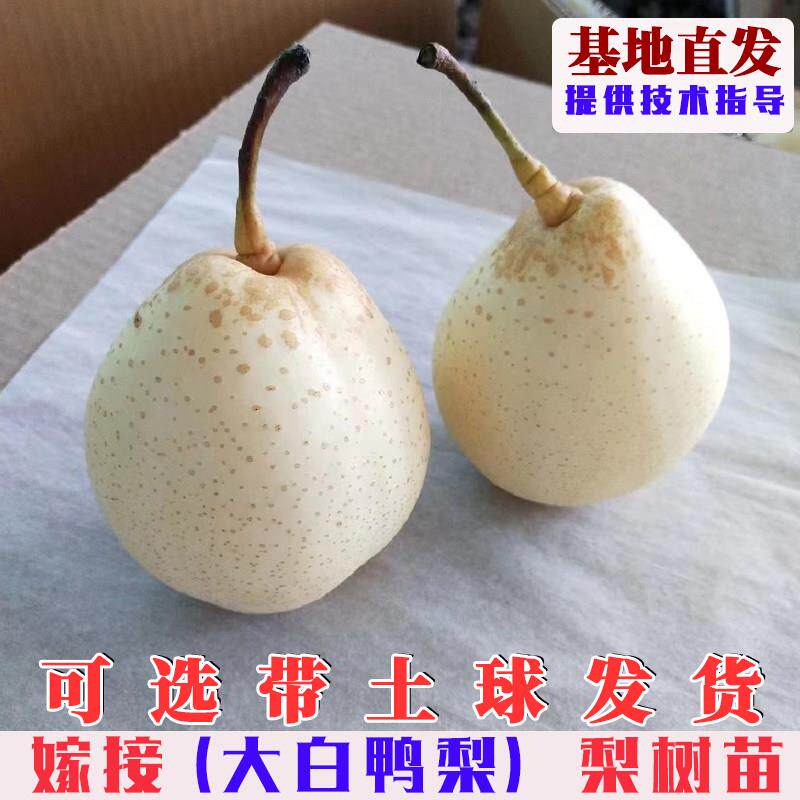 嫁接鸭梨树苗特大脆甜大白鸭梨树果苗南方北方庭院盆栽地栽果树苗
