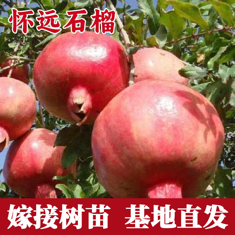 怀远石榴树苗南北方庭院图片