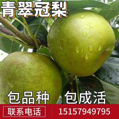 青翠冠梨树果苗南北方庭院地栽种植特大果树盆栽嫁接活苗当年结果