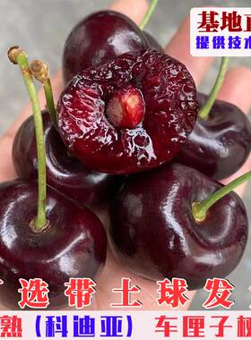 科迪亚车厘子树苗嫁接晚
