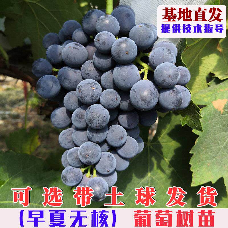 早夏无核葡萄树苗嫁接早熟夏黑甜葡萄树果苗庭院盆栽地栽爬藤果树