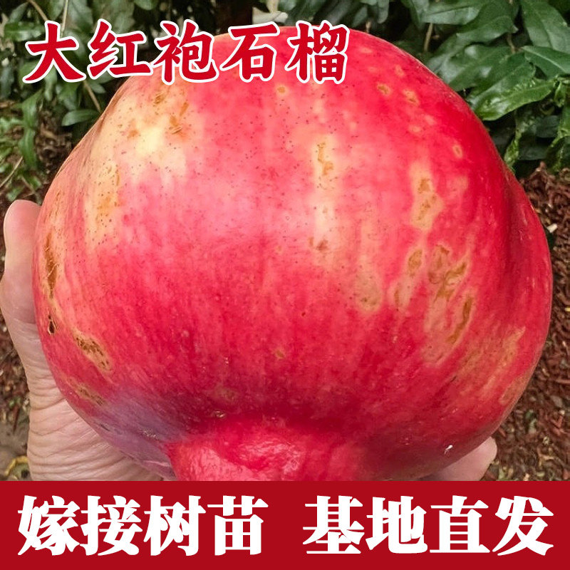 大红袍石榴树苗南方北方图片