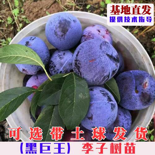 嫁接黑巨王李树苗巨型美