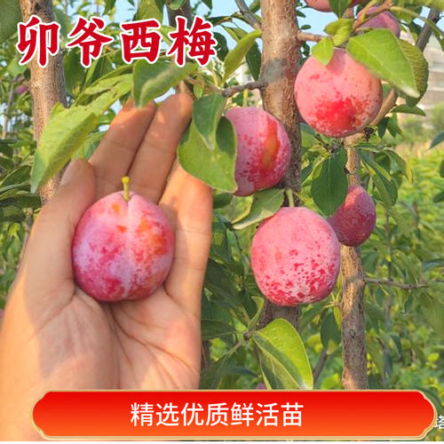 卯爷西梅苗南北方种植嫁