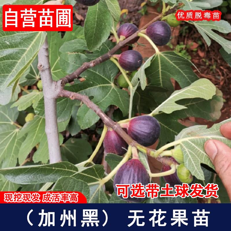 特大加州黑无花果树苗耐寒黑色使命无花果苗盆栽地栽果苗当年结果