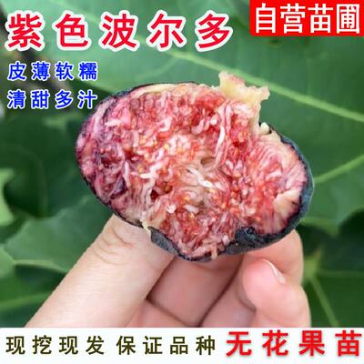 紫色波尔多无花果小波无花果苗盆栽果树苗南北方种植地栽当年结果