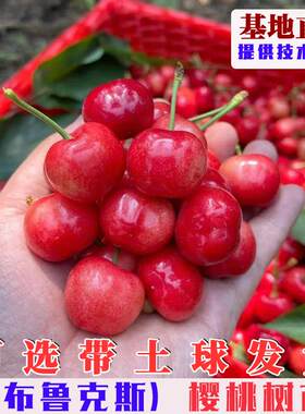 布鲁克斯樱桃树苗嫁接特