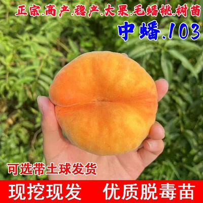 新品种黄金毛蟠桃树果苗嫁接中蟠103蟠桃苗特大脆甜扁桃当年结果